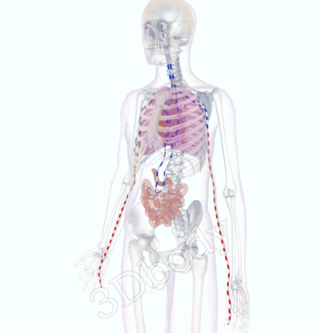 3d经络循行图讲解,阴维脉与阳维脉3d循行动态走向图