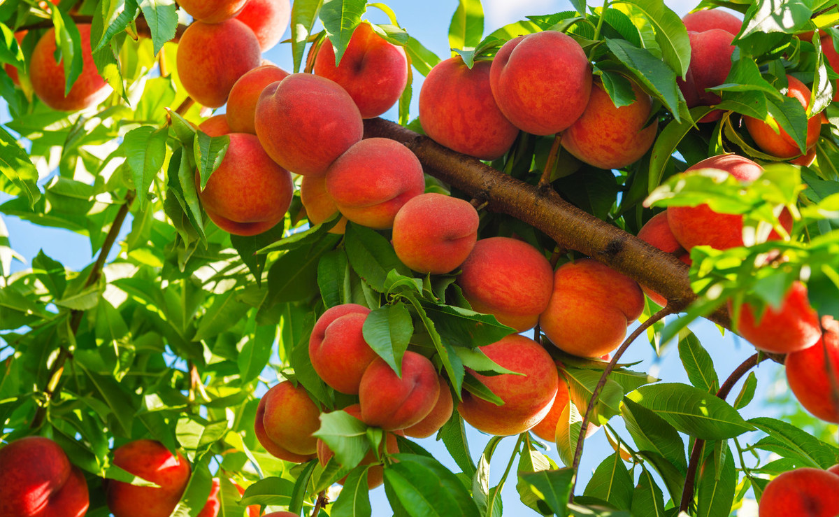 2019年杨凌农高会桃树新品种介绍,桃树优良品种介绍大全