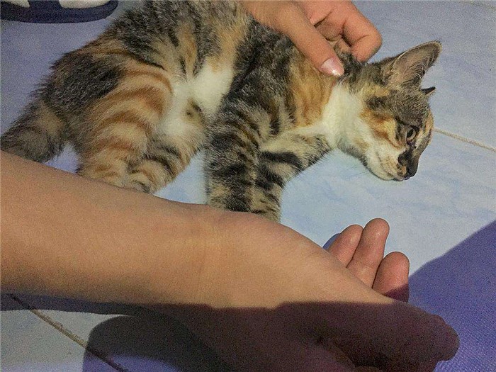 猫咪生下来第一天,猫咪生的第一窝小猫一定不能留吗