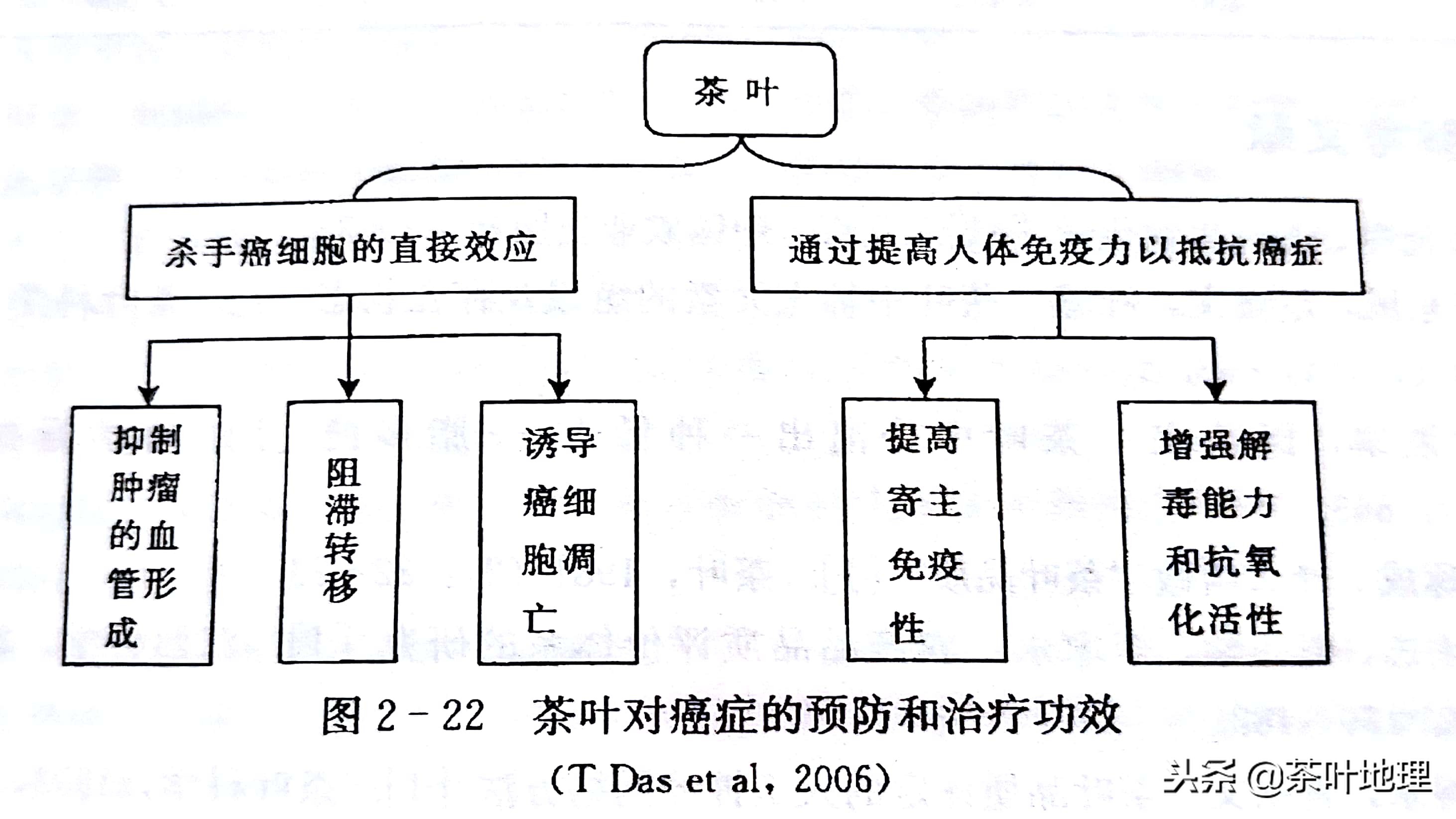 教你快速喝懂白茶知识讲解,白茶陈皮的功效与作用及禁忌症