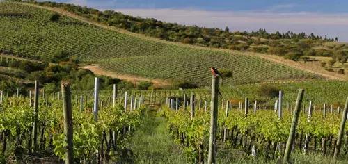 智利名庄酿乐 (智利名庄有哪些)