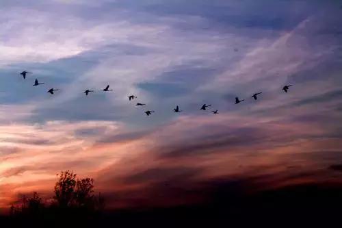 当下也有美诗读！和尚诗壁（76）回望当年牵手处，而今唯有落花新