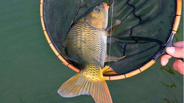 钓上来的鱼全身寄生虫,野钓鱼长寄生虫