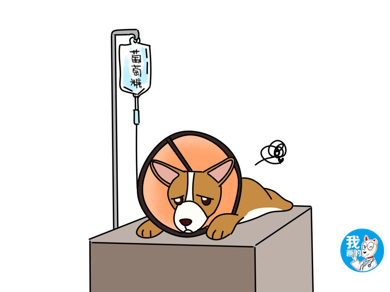 狗狗不吃又吐是胃病吗,狗狗呕吐是肠胃的问题吗