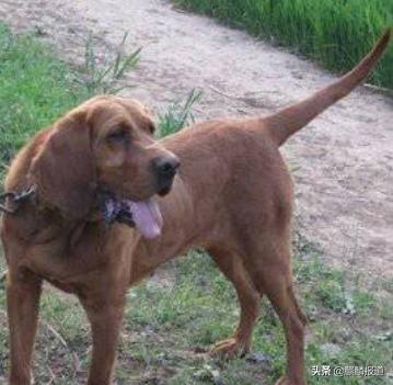 金毛禁养犬名单曲靖,曲靖麒麟区城区养犬标准规定