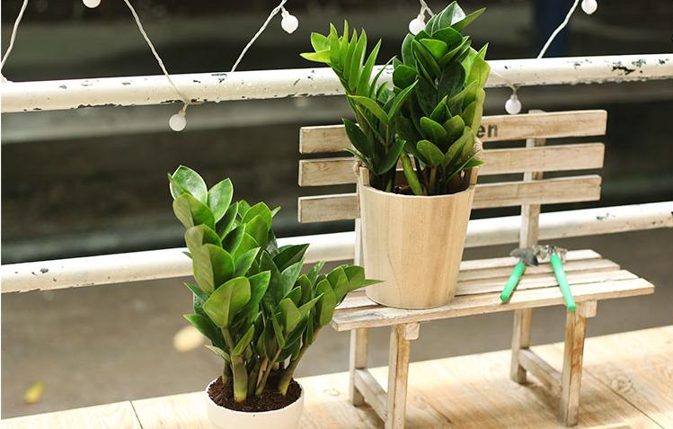 金钱树越长越旺盛怎么养护,金钱树如何养护才能长得旺盛