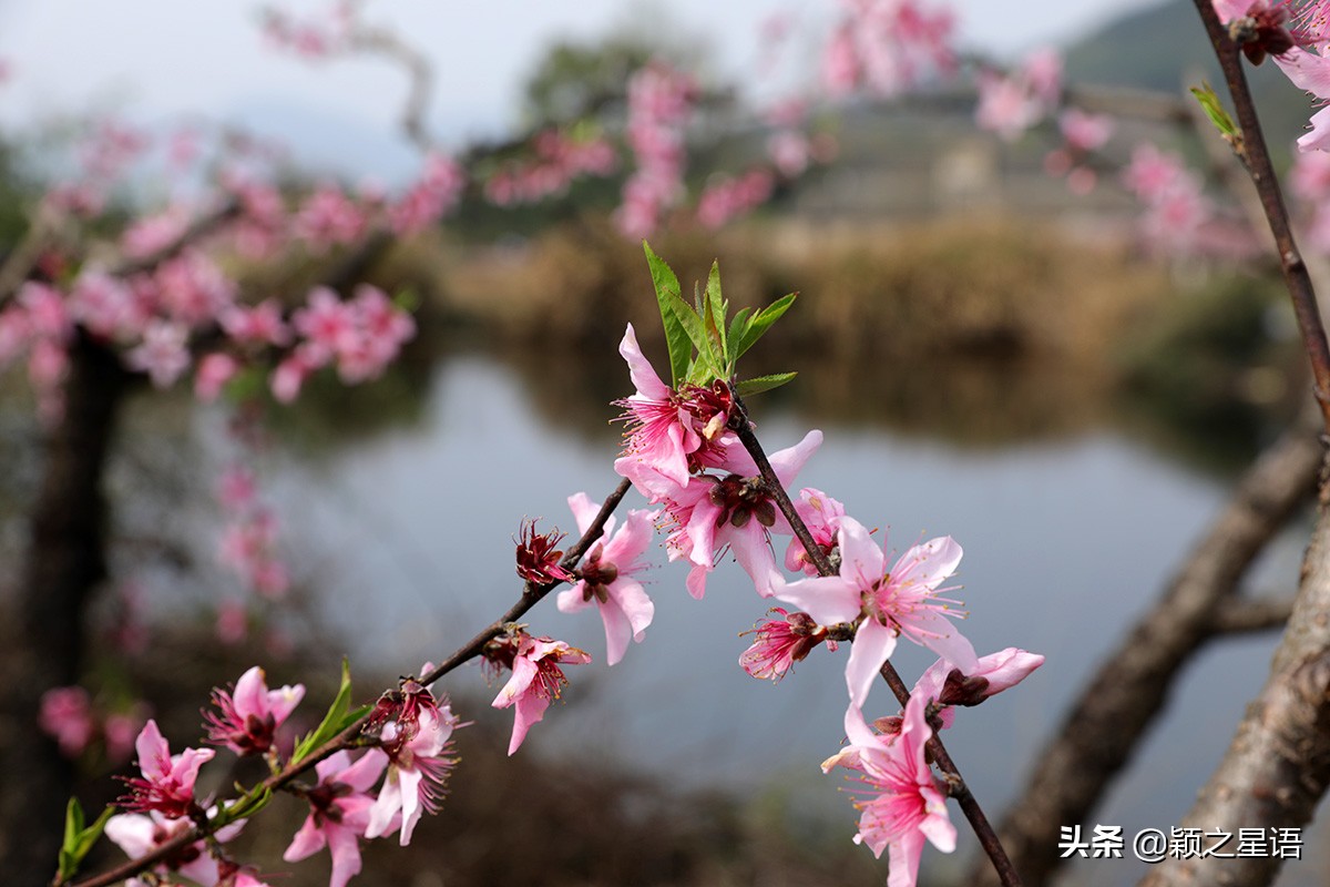 天下第一桃花源风景区,天下第一桃园图片