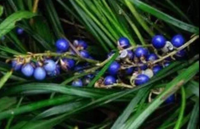 关于小草的古诗有哪些,关于小草的古诗都有哪些