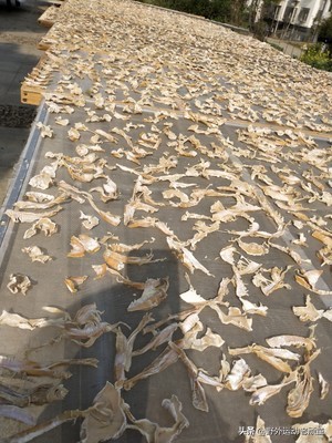 野生笋怎么做成绿色的笋干,毛笋如何制成毛笋干