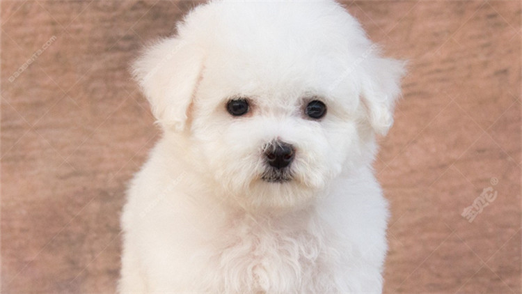 盘点不同品种的狗狗个性特点,狗狗的种类科普