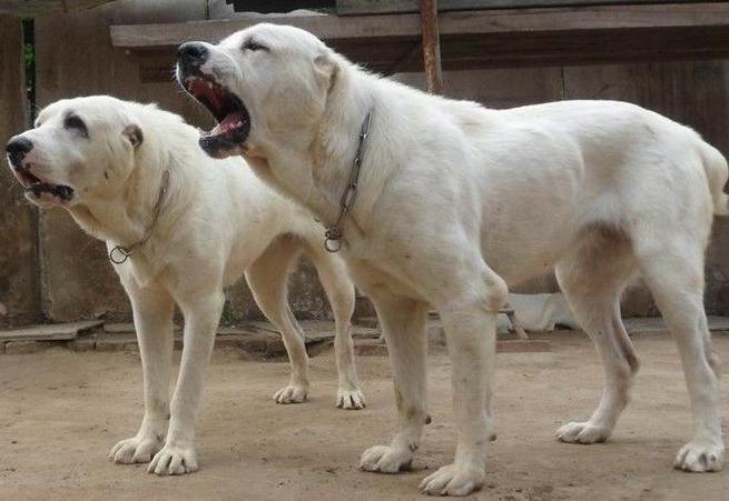 这五种狗狗经常被弃养,这7种狗早已被禁养别再带回家了