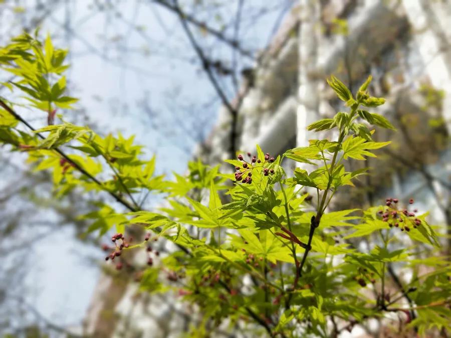 春日丽院，与你一起沐浴阳光