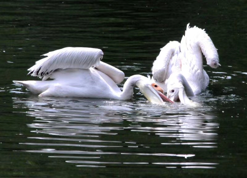 海上大量鹈鹕捕鱼,澳洲鹈鹕捕鱼图片