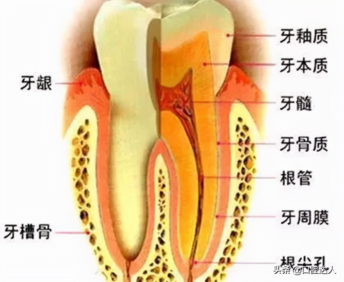 牙齿内侧根部掉了一小块怎么办,牙齿顶端掉了一小块可以磨平吗