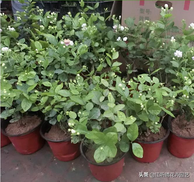 秋季花卉养殖小知识,盆栽花卉的秋季水肥管理