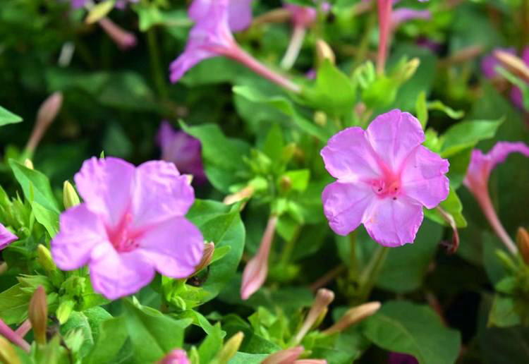哪种花的种子最好养,什么花种子好养又长得快