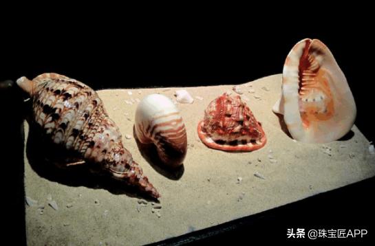 贝壳手工珠宝首饰,贝壳珠宝有哪些