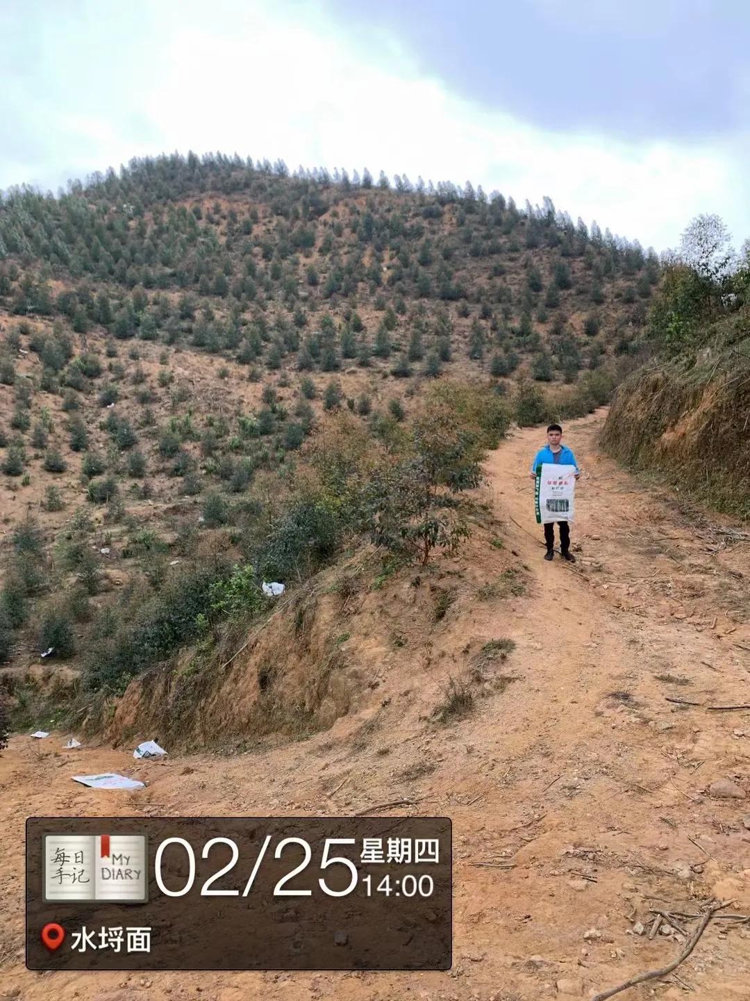 看看桂花树是什么样,最漂亮的桉树