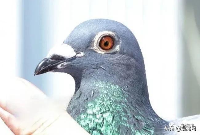 冠军孵化器——福雷迪和雅克.范希兄弟鸽舍