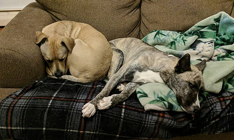 狗狗是最忠诚的动物舍命救主,狗狗挖洞埋自己被主人救活