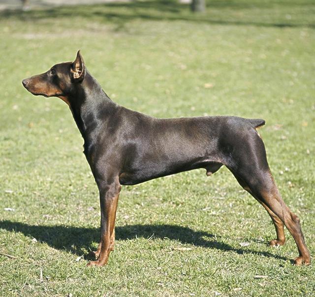 狗狗断尾真的是对狗好吗,狗狗断尾有生命危险吗