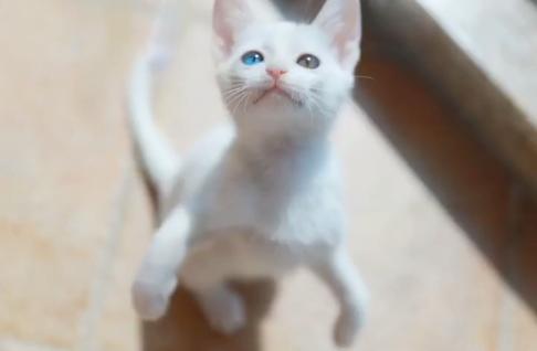 流浪猫被好心人收养后变成粘人,救助小猫被粘鼠板粘住扔到垃圾桶