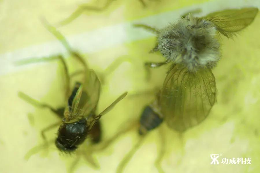 卫生间小虫子蛾蠓怎么来的,卫生间有小虫蛾蚋怎么治