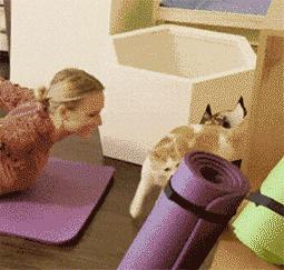 铲屎官别怕猫咪来保护你,猫咪对铲屎官的占有欲