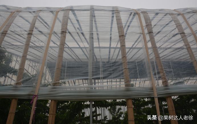 樱桃好吃树难栽大樱桃树视频,樱桃好吃树难栽口难开