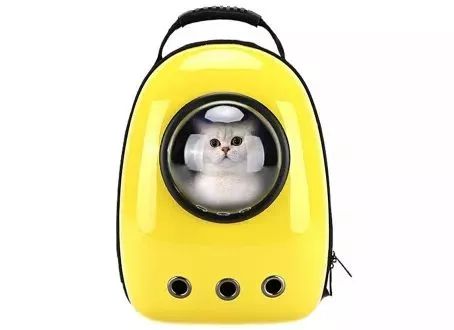 新到家猫咪需要做什么体检,猫咪到家第一夜铲屎官怎么做