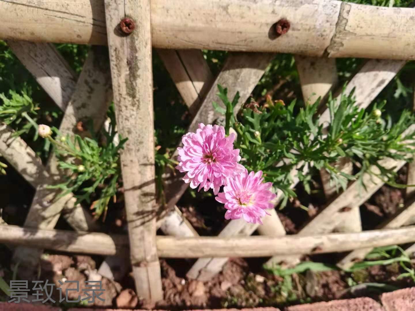 美丽的重庆南山植物园游玩记录,大足南山植物园有哪些植物