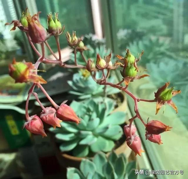 多肉开花怎么办呢,多肉开花的原因和解决方法
