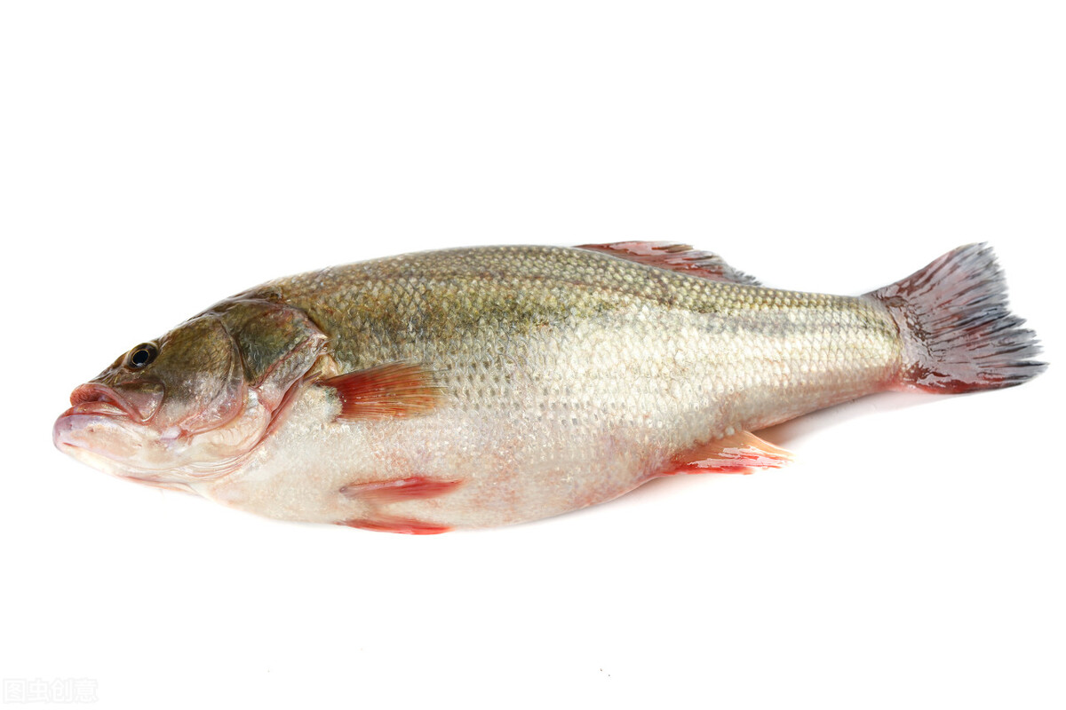 加州鲈诺卡氏病的症状与解决方法,加州鲈烂身烂鳃最佳防治方法