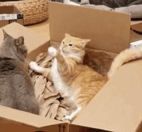 猫咪生气怎么讨好它,猫咪生气了会有什么表现