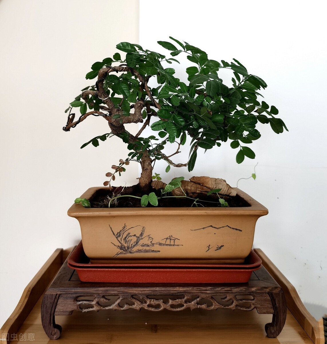 正宗香叶树,野生香叶树