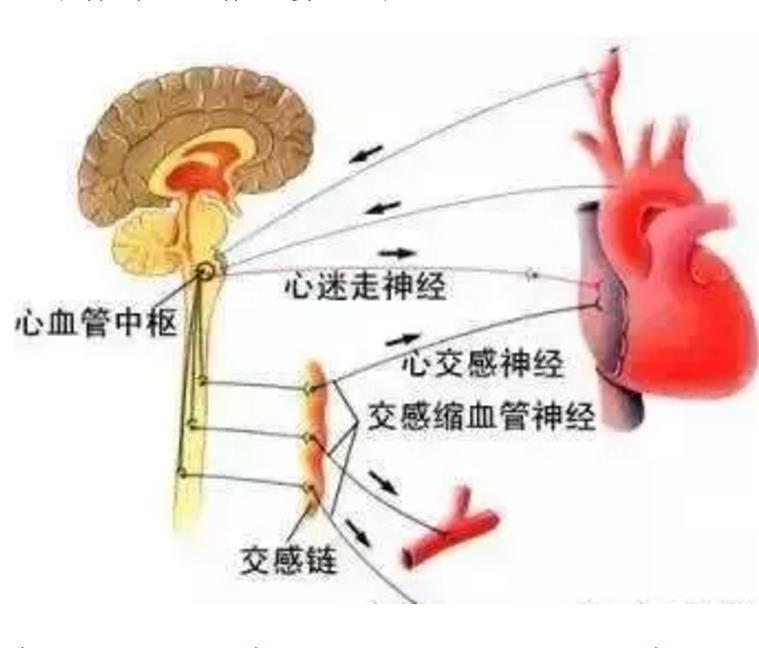 窦性心动过缓一度房室阻滞,心动过缓血压低是怎么回事
