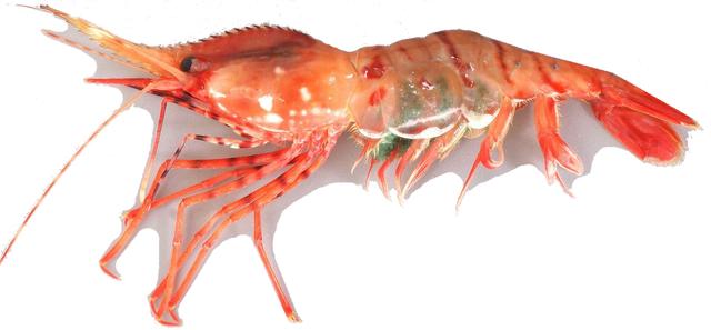 硬壳罗氏虾和软壳罗氏虾的区别,罗氏虾鳌虾甜虾有什么不同