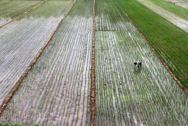 农民承包土地有自主经营权,农民承包地有经营自主权