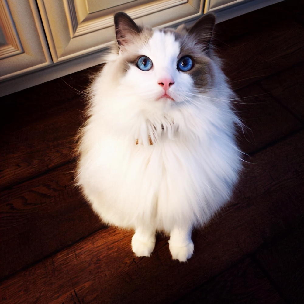 养猫首选这5种,养猫首选品种