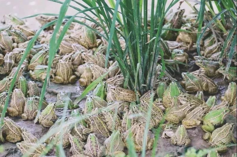 养殖什么稀奇的品种赚钱快又好养,养殖最赚钱的品种