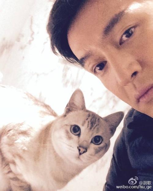 男明星为何喜欢养猫,为什么都说男生不能养猫