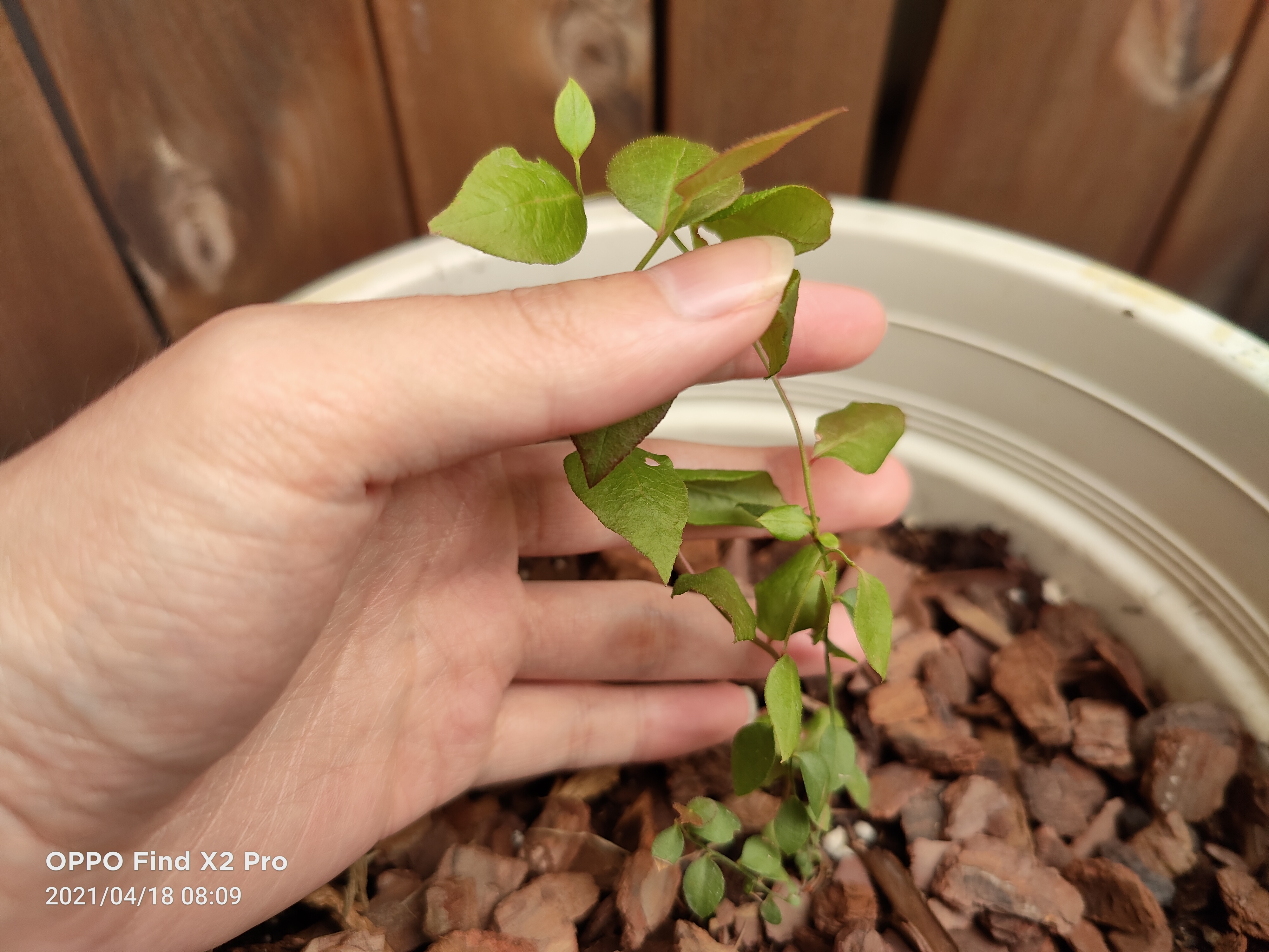 种蓝莓注意事项,网上买的蓝莓苗怎么种
