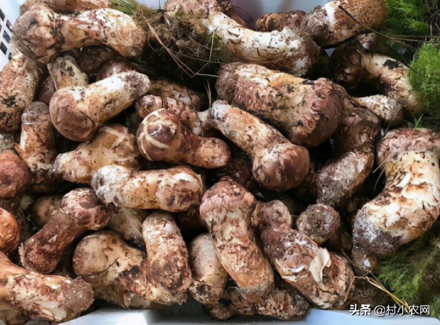 农村创业2021年种植什么前景最好,适合农村的创业好项目养殖