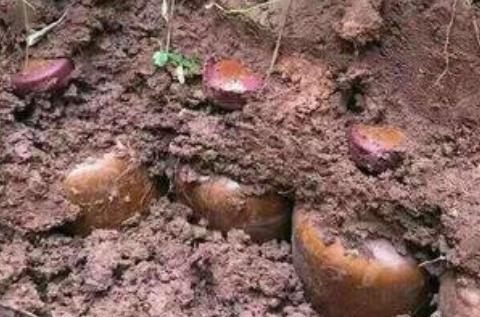 酒糟埋土,如何正确在泥土里埋酒