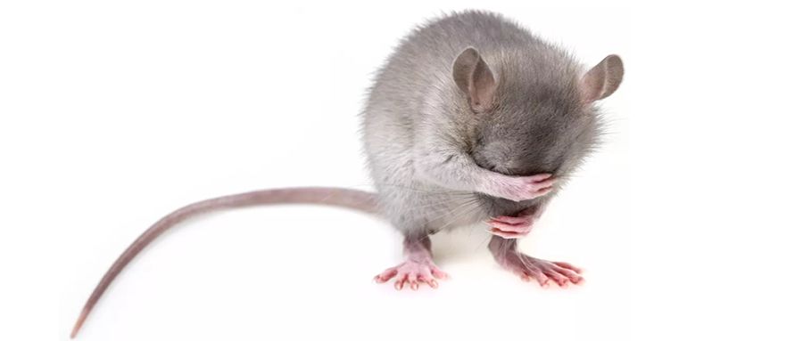 如何让小鼠告别自闭症,让孤独症儿童走出孤独