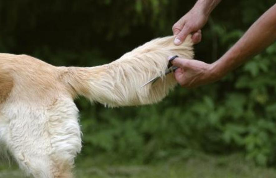 狗狗随地大小便如何惩罚,狗狗犯错怎样惩罚最好