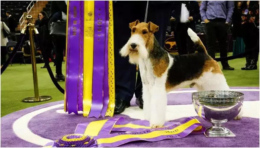 中国犬种繁殖状况,中国本土犬的繁殖现状