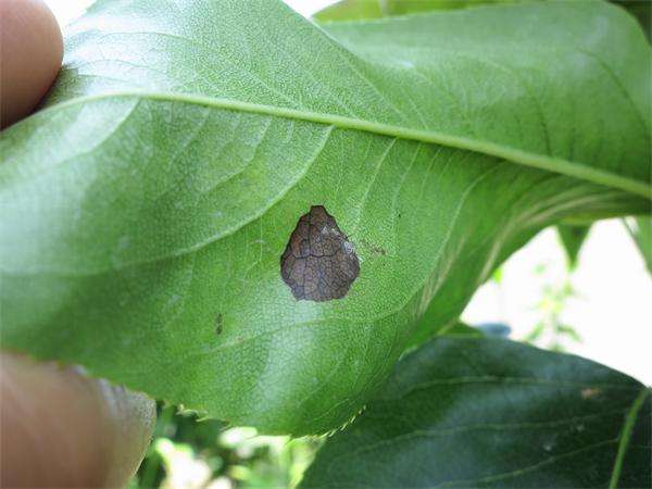 梨树10种常见病虫害的防治技术,运城梨树病虫害防治全年用药表