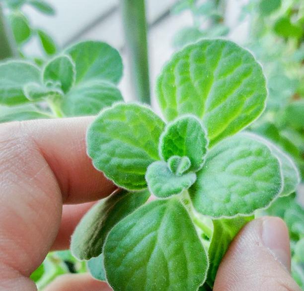 有什么神奇的植物,适合养在卧室有香味的绿植