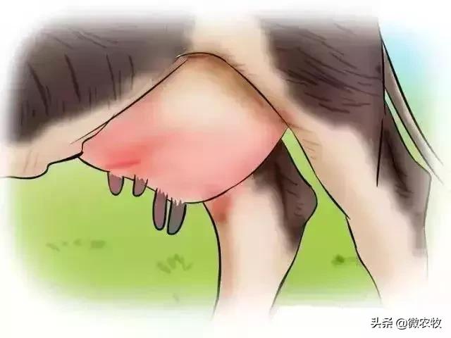 母牛分娩过程分为哪三个时期,母牛从怀孕到分娩用多长时间